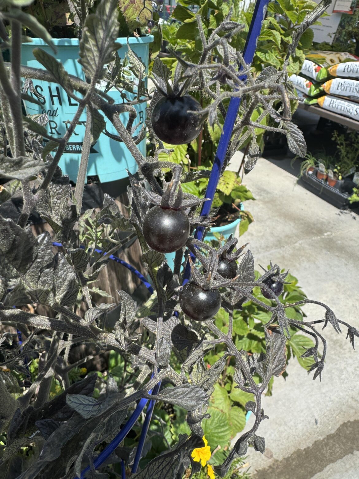 What kind of tomato is this?