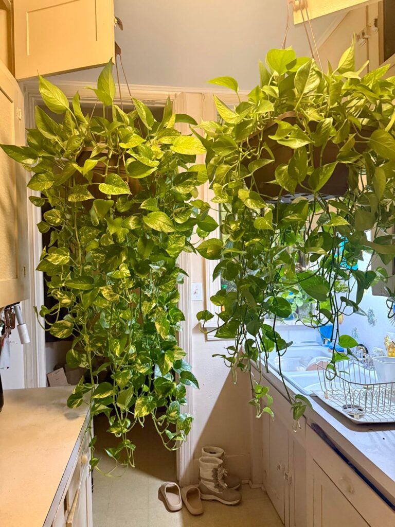 Mourning these beauties. Can’t stop crying.