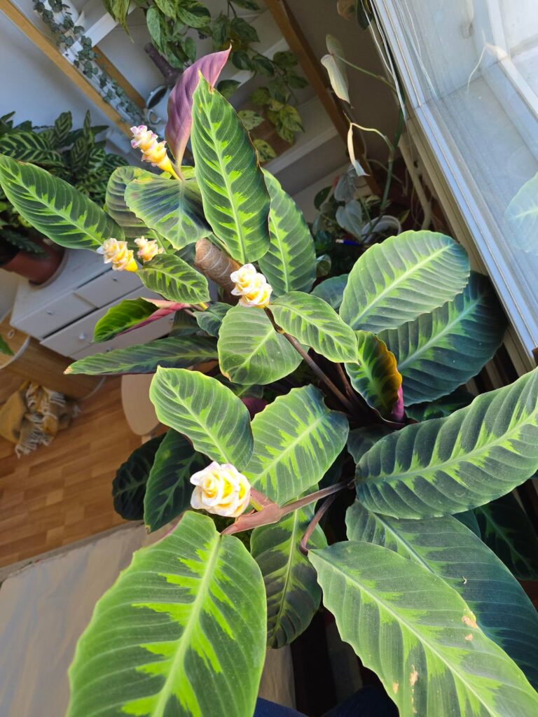 It's blooming!