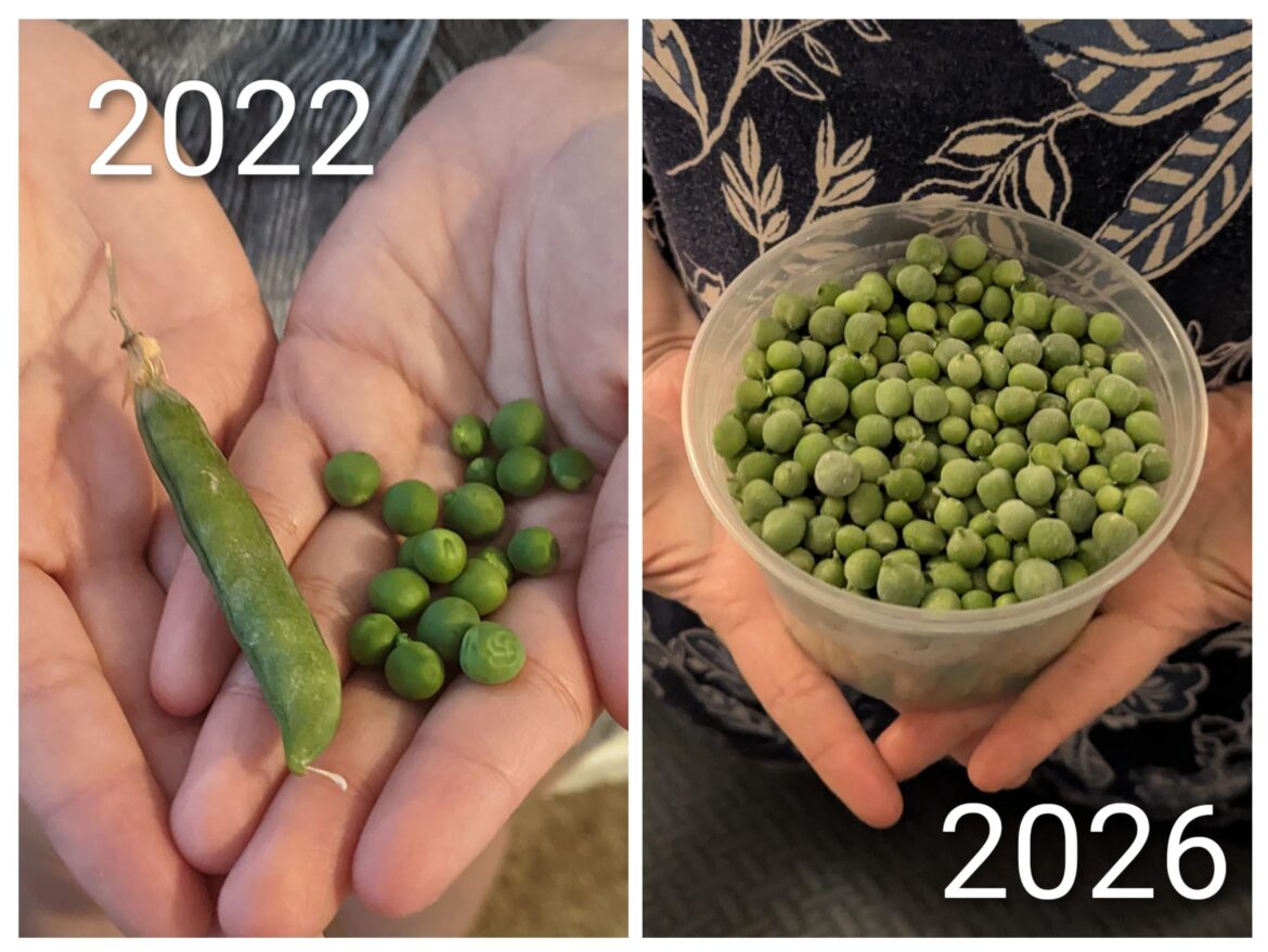 Hundreds of hours and seeds later I grew enough to fill a 16oz deli container before the LA Heatwave