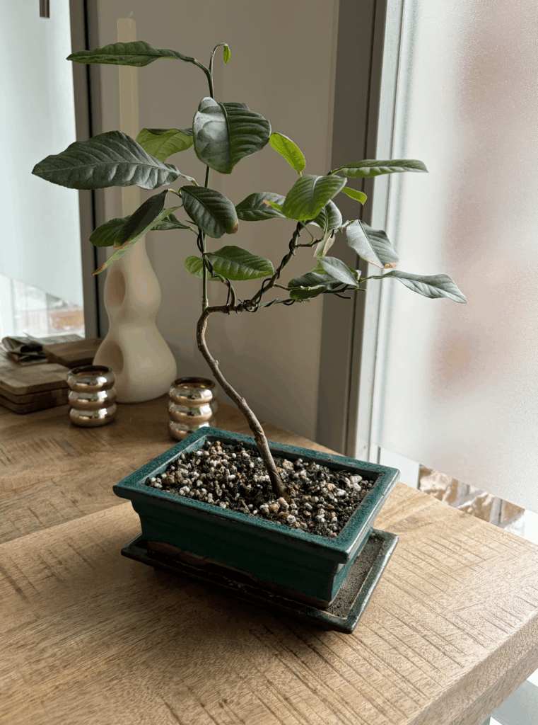 My Lemon Bonsai My Lemon Bonsai