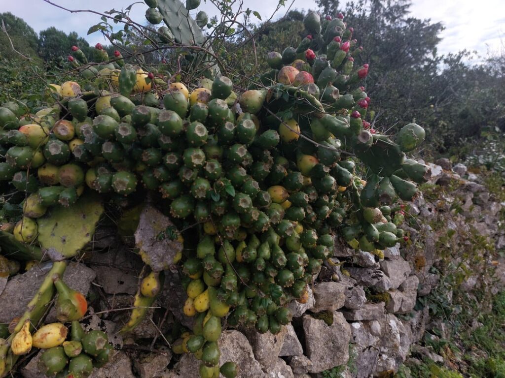 Need fruit?