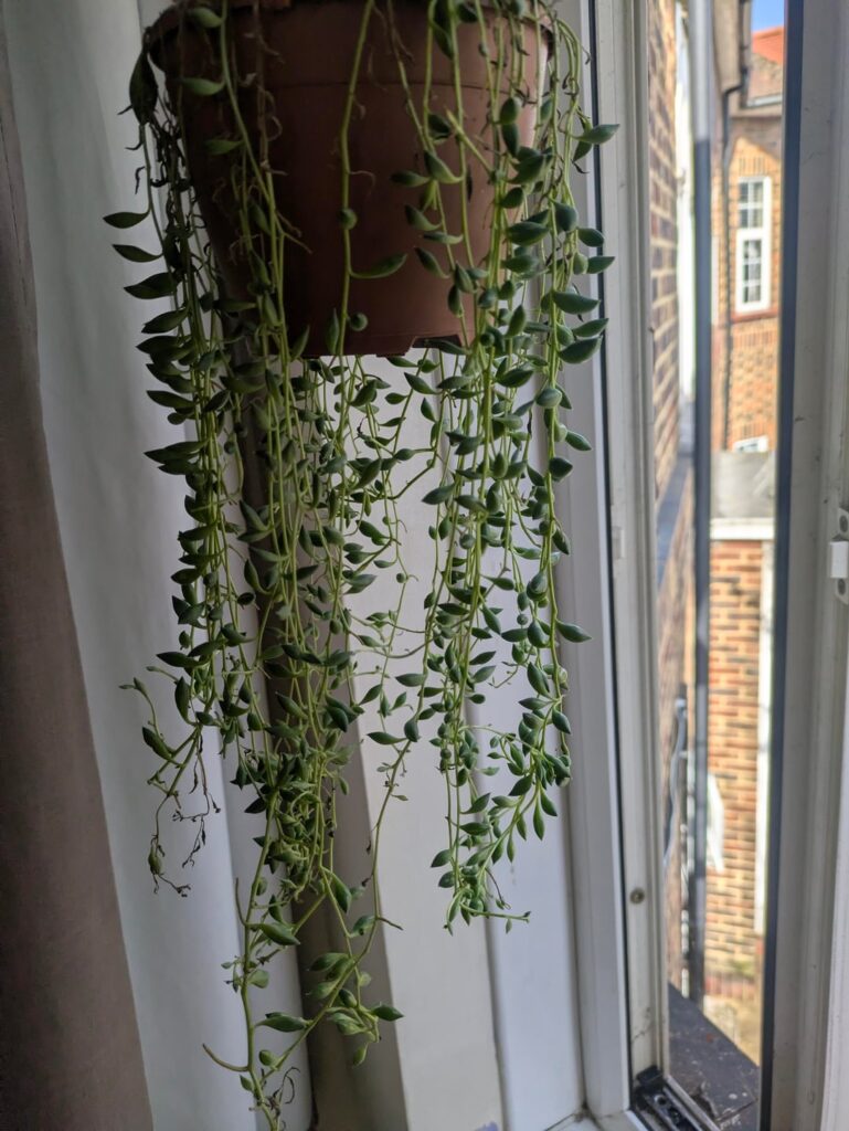Plant dead at the top Plant dead at the top