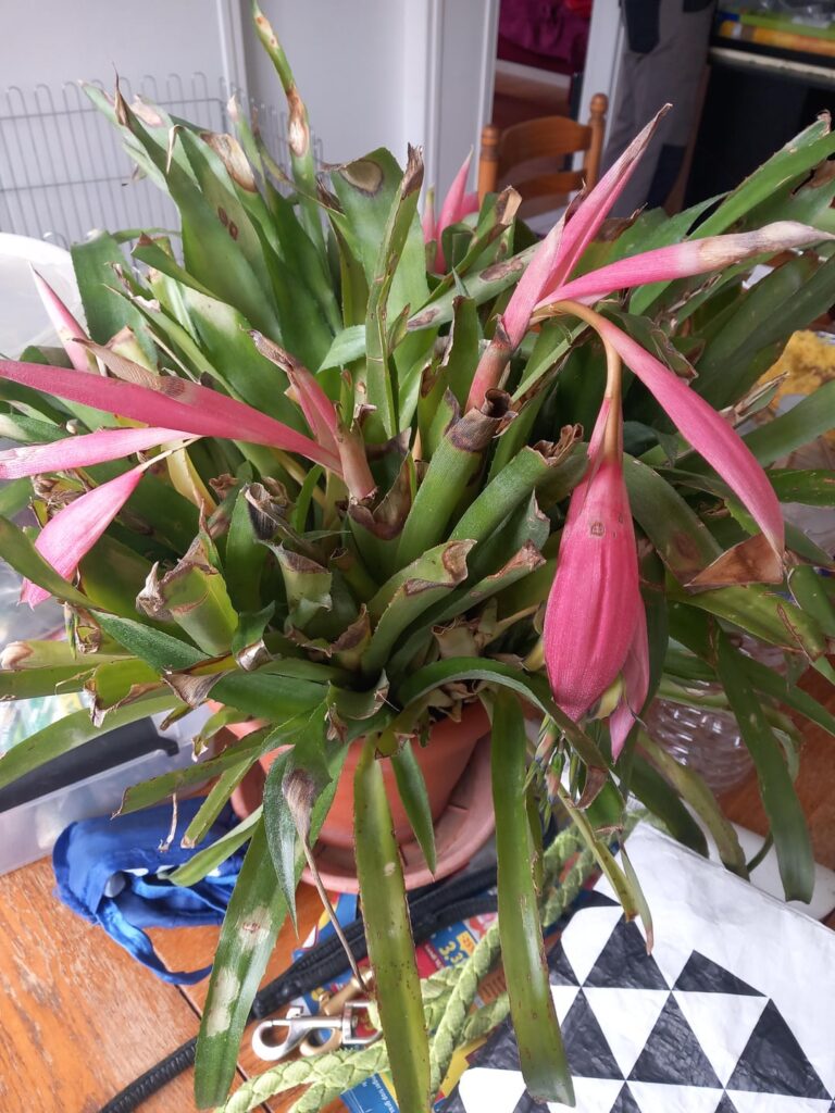 Can you help me know which plant this is ?
