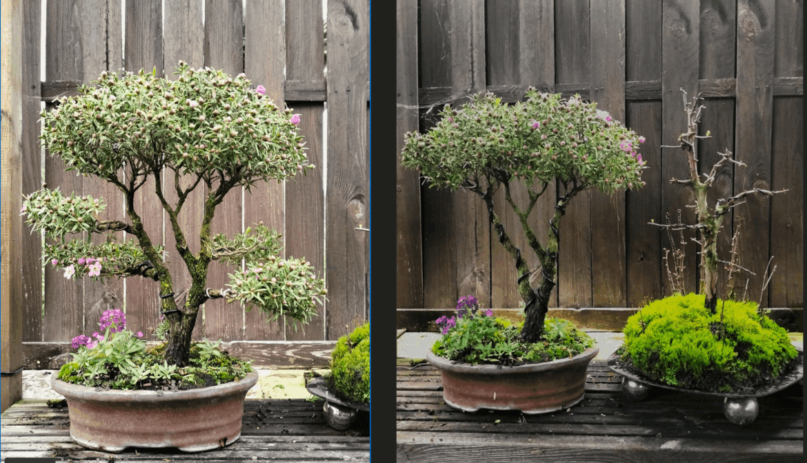 So I decided to cut some branches to this leptospermum.....