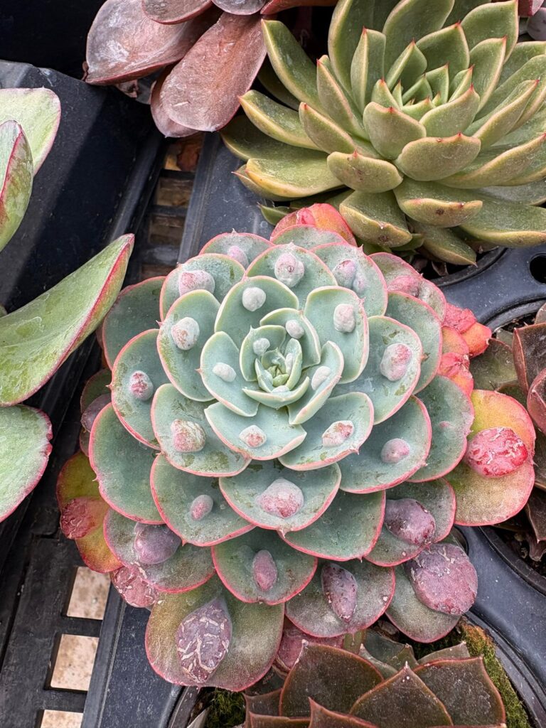 Strangest echeveria I've seen
