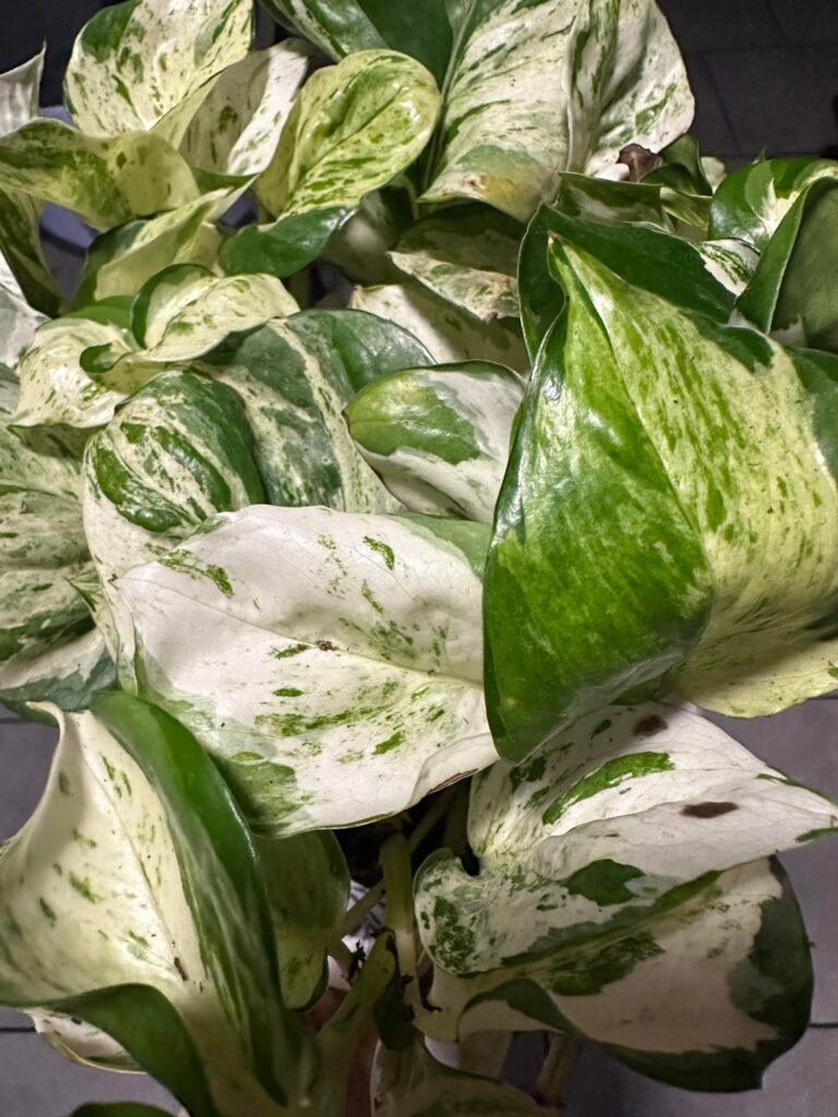 Is this a Marble Queen?