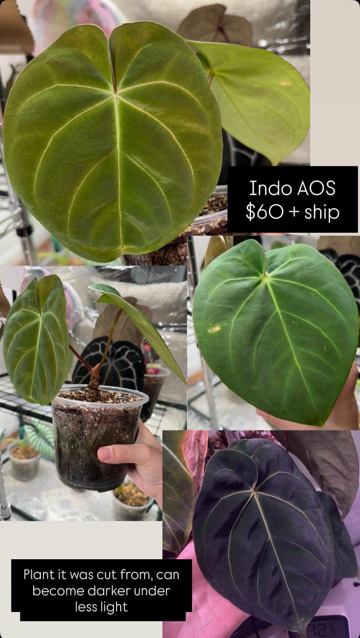 Indo AOS Anthurium $60 + ship to USA only