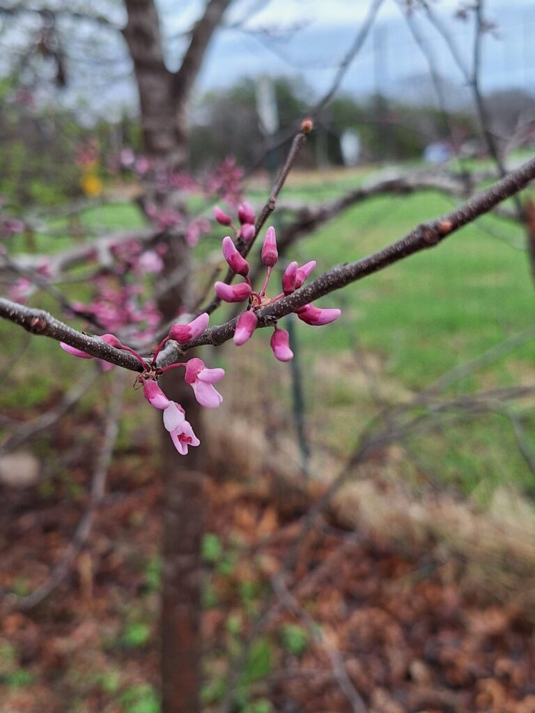 Redbud