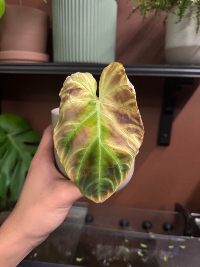can this philodendron be saved??