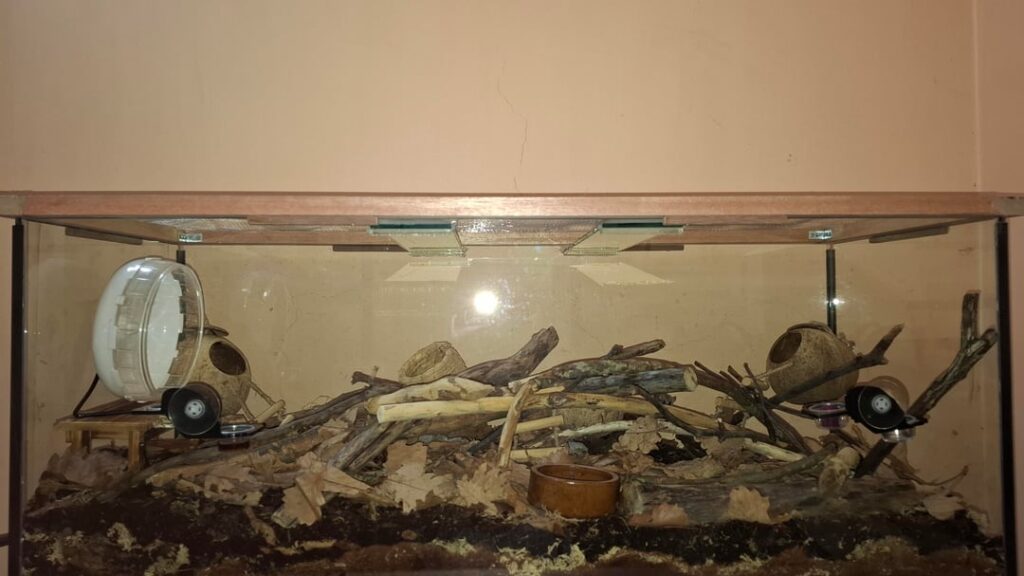 Mouse safe plants that tolerate low light?