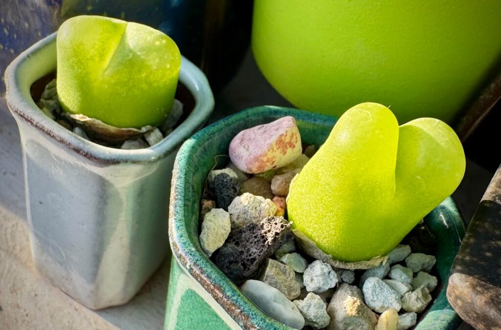 I love how C. Maughanii glitter in the sunlight