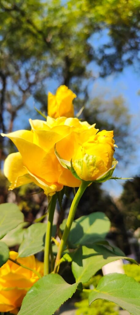 Yellow Rose