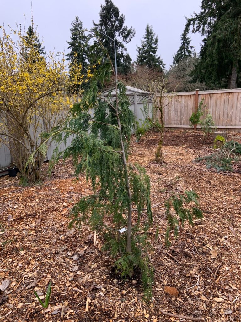 Is My Alaskan Yellow Cedar (Chamaecyparis nootkatensis) Okay?