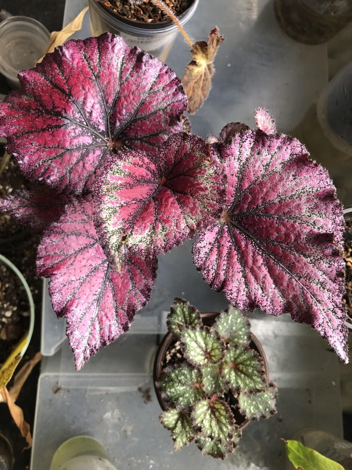 What’s your favorite pink begonia that will look good along with this red begonia rex (stained glass)?