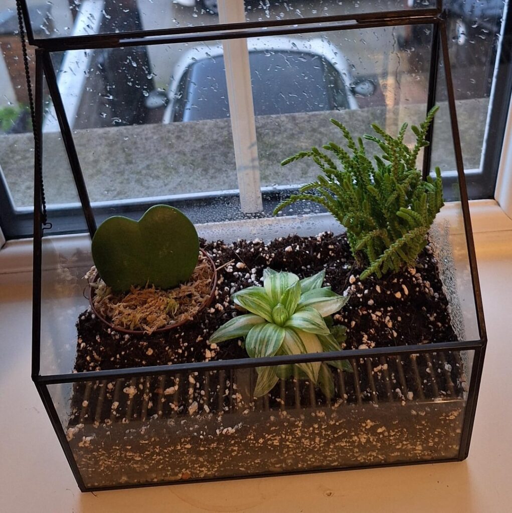 Newbie-friendly Haworthia care Newbie-friendly Haworthia care