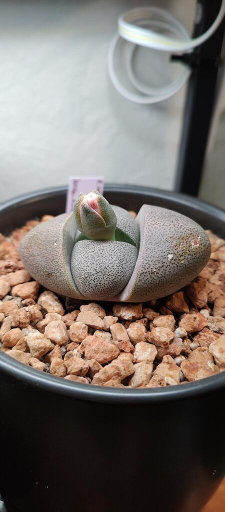 Pleiospilos nelii blooming over the course of 10 days!