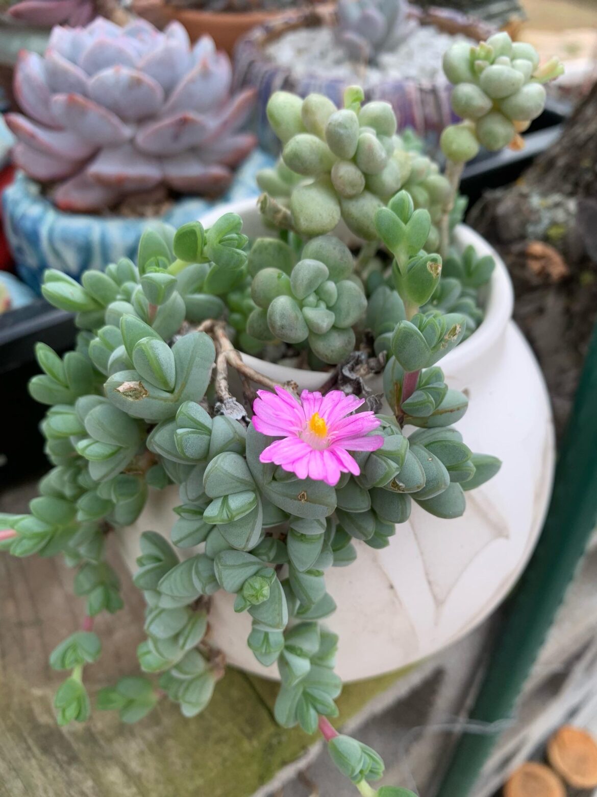 Braunsia maximiliani, first bloom! Braunsia maximiliani, first bloom!