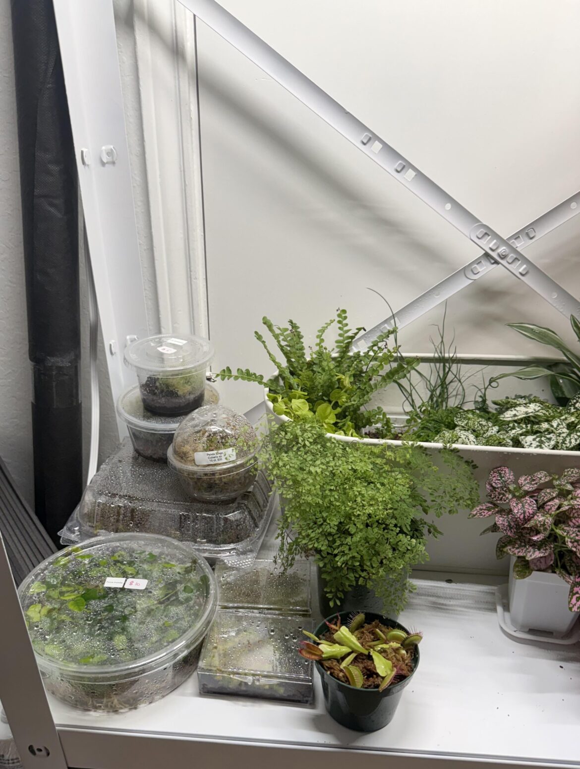 Propagating moss