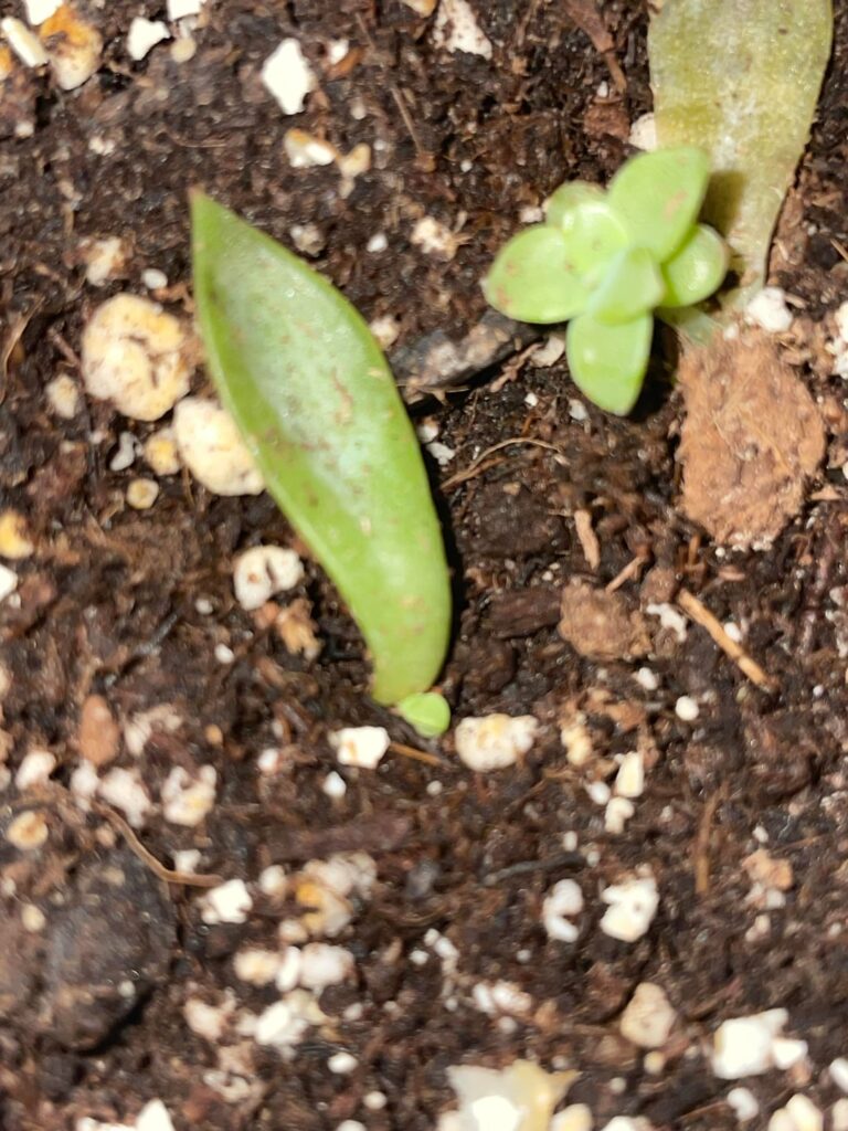 She’s growing!