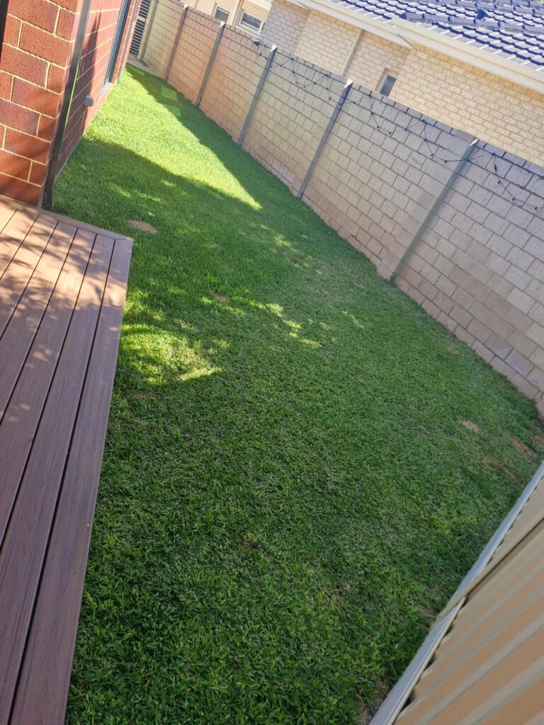 Buffalo Palmeto - Perth