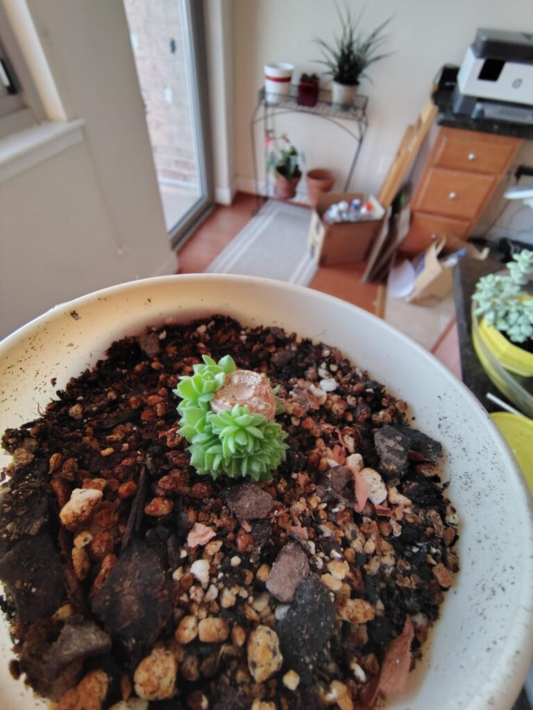 Sempervivum bush