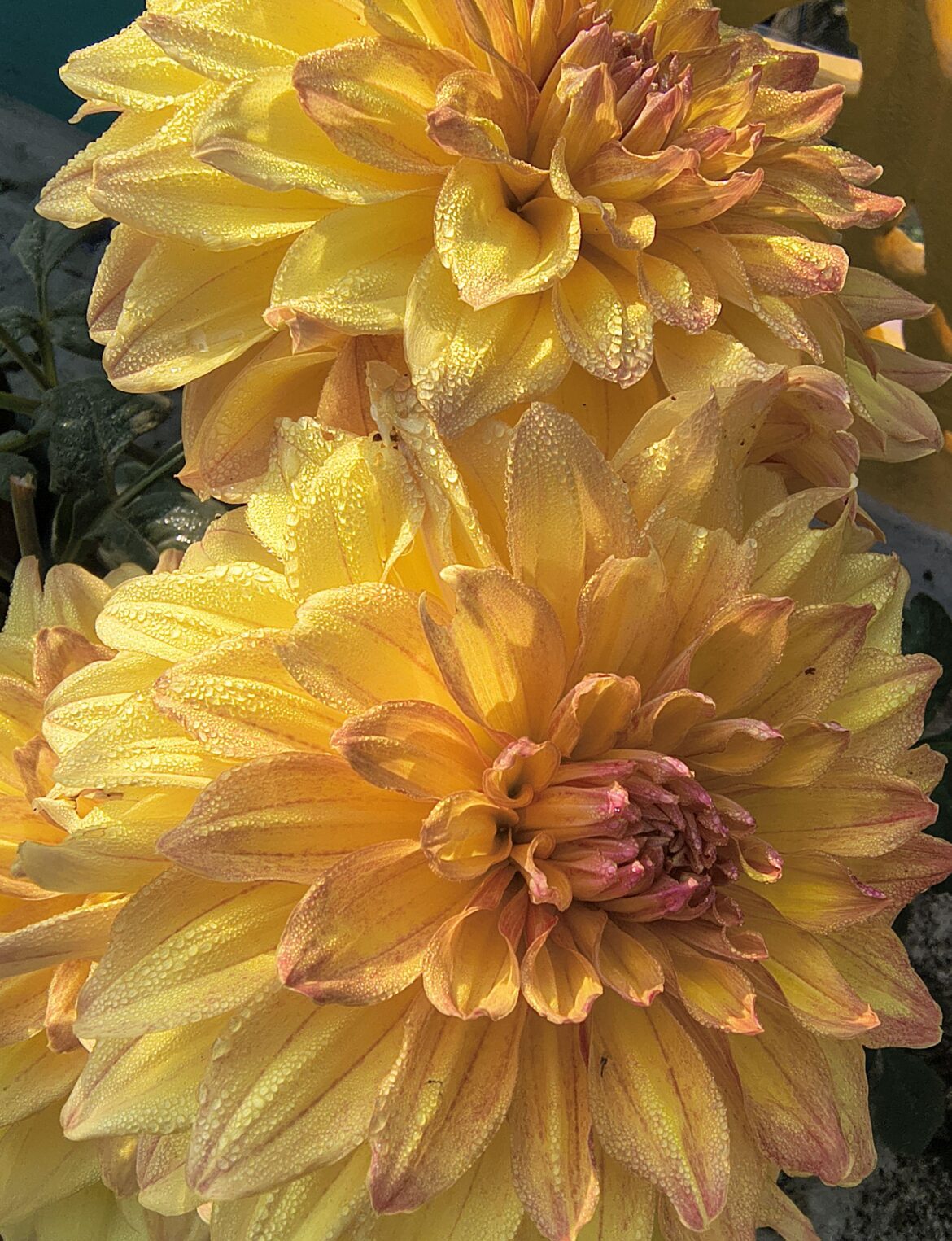 Morning sunshine on dew-kissed dahlia, pure golden magic ✨🌼