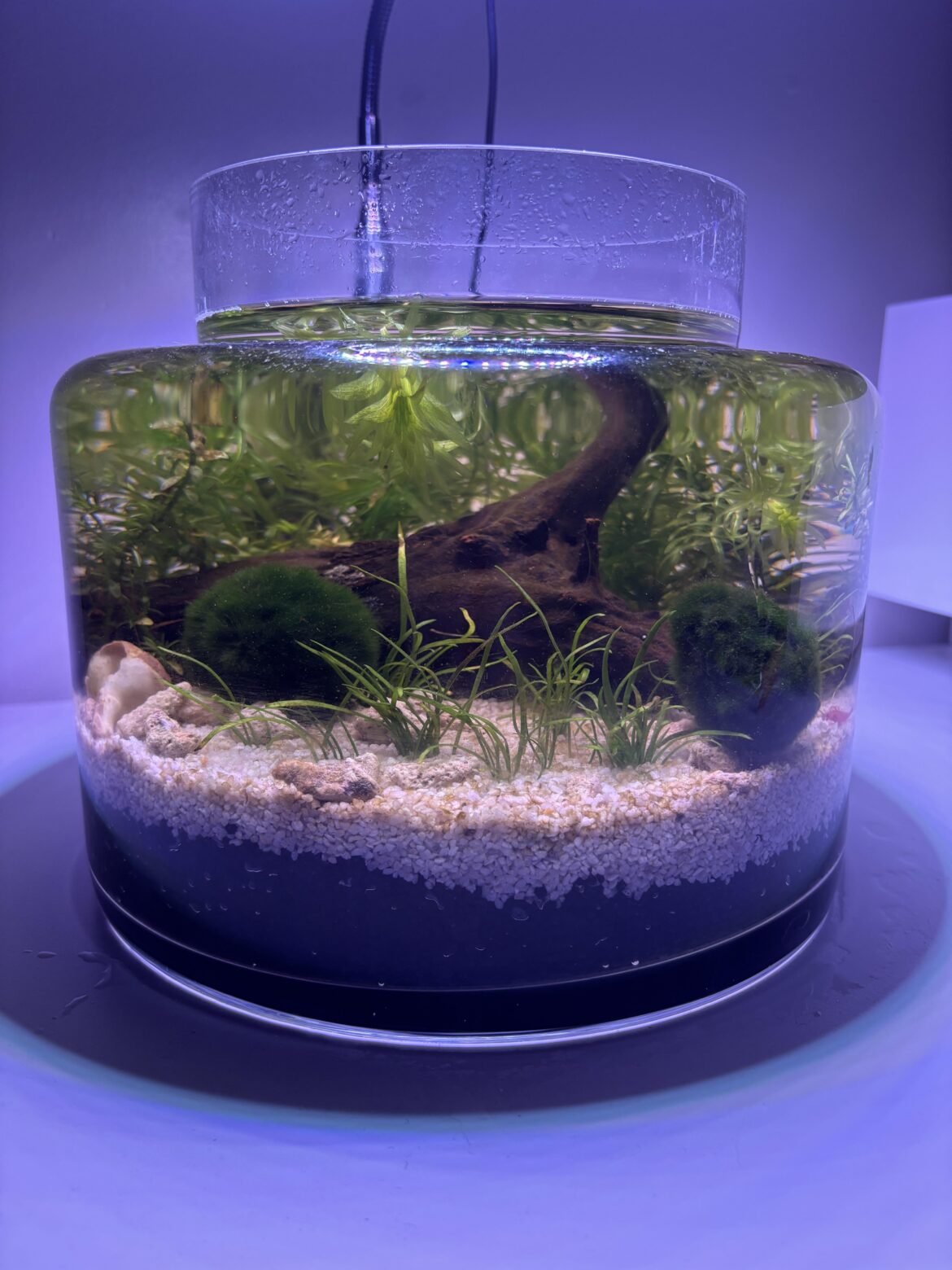 Shrimp deaths