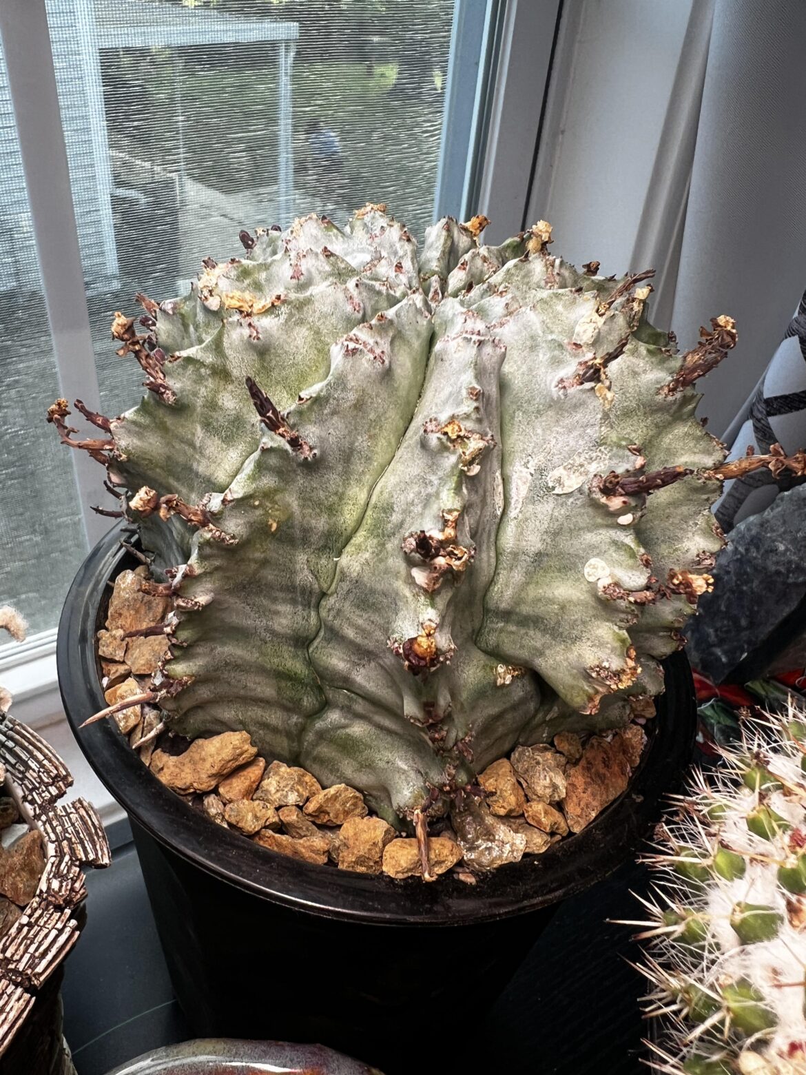 Euphorbia Horrida var. major nova