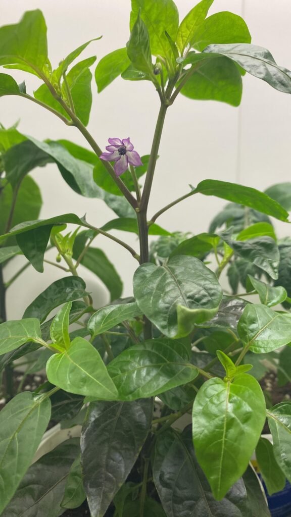 Erste Blüte Erste Blüte
