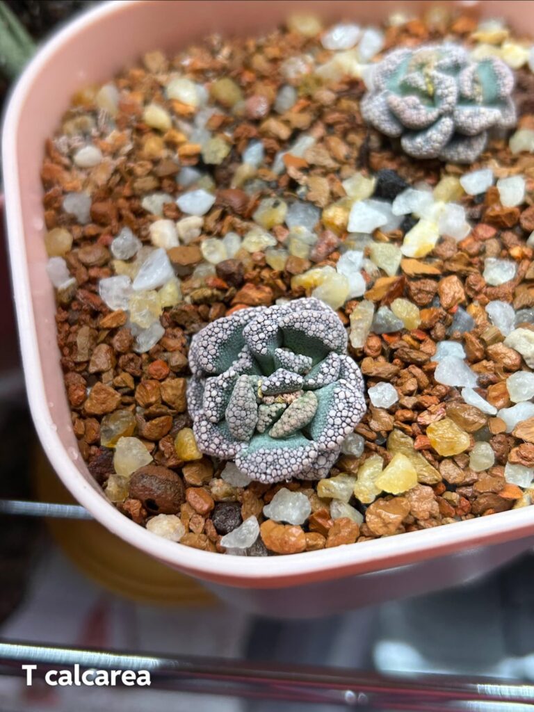 Bumpy boys