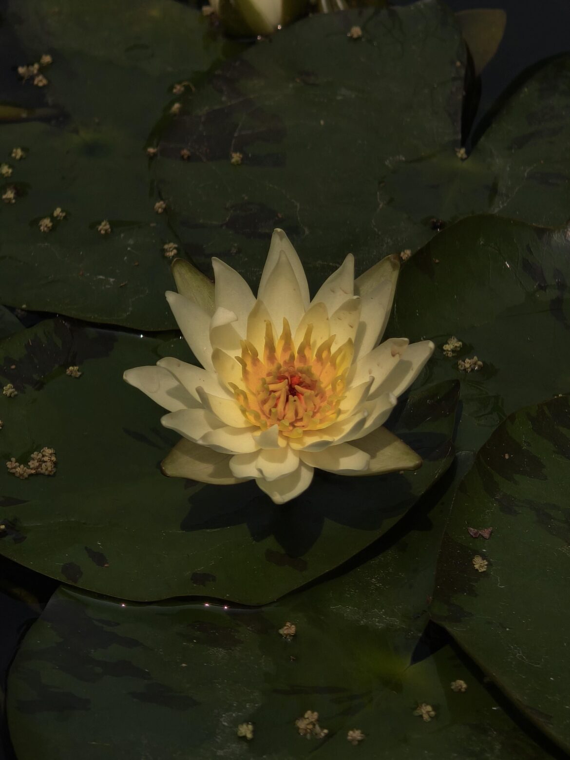 A particularly beautiful yellow water lily