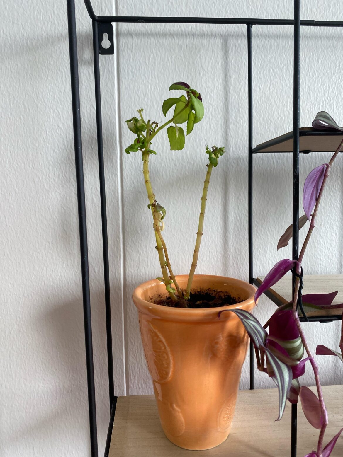 Any tips for making my stinging nettle thrive? Is it even a stinging nettle?