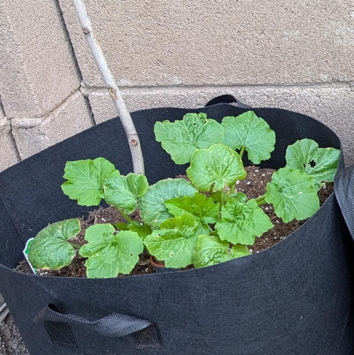How many zucchini for one bag?