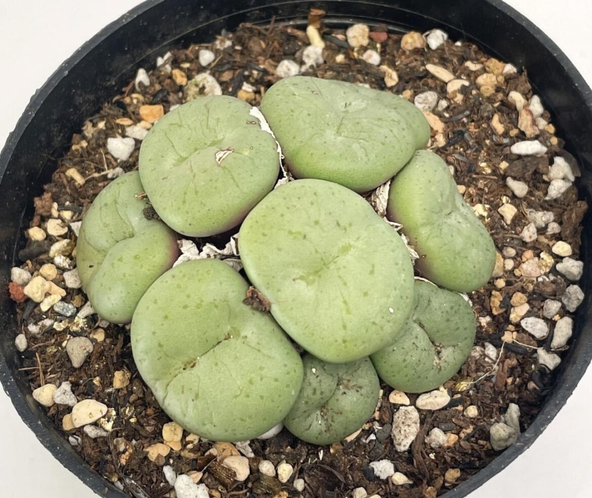 Any guesses on ID please?