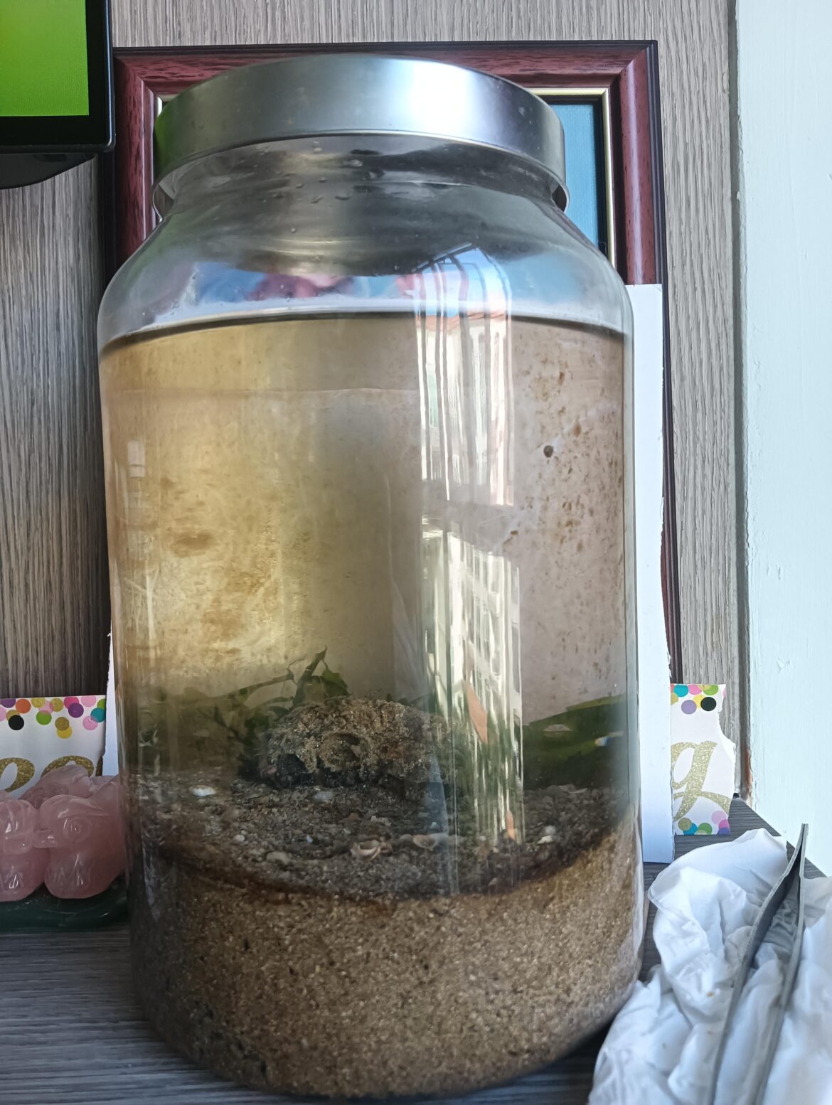 is a 5.5 cm substrate depth okay for a saltwater ecosphere