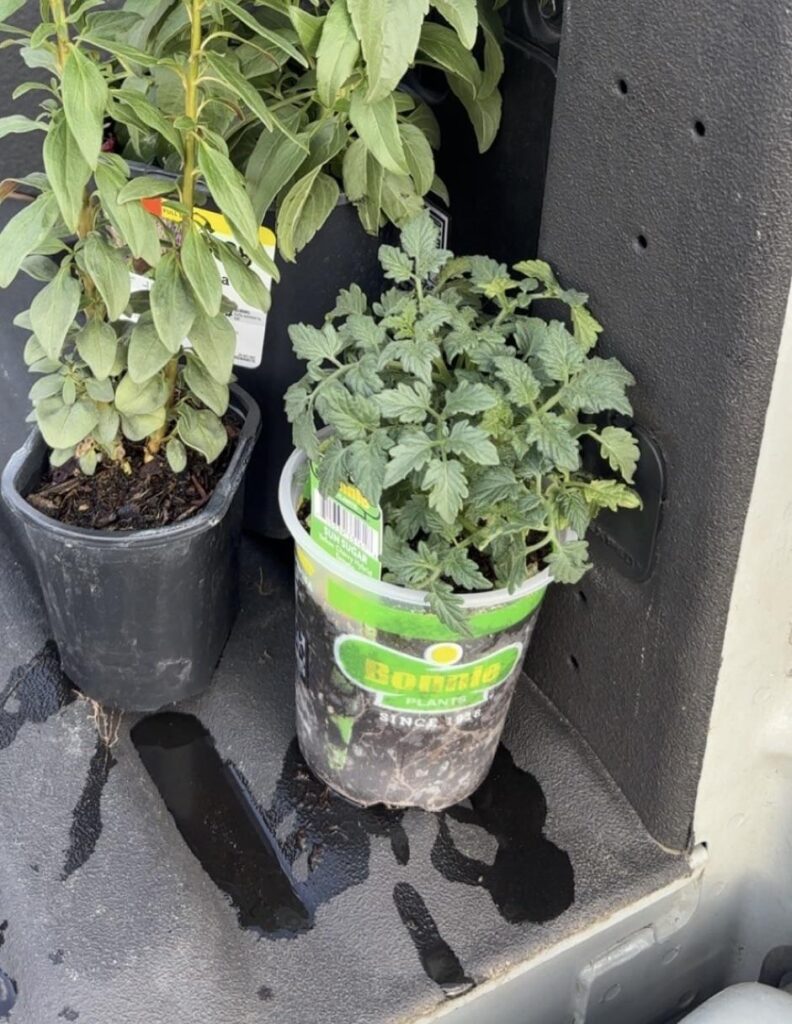 How to prune/transplant this sun sugar seedling?