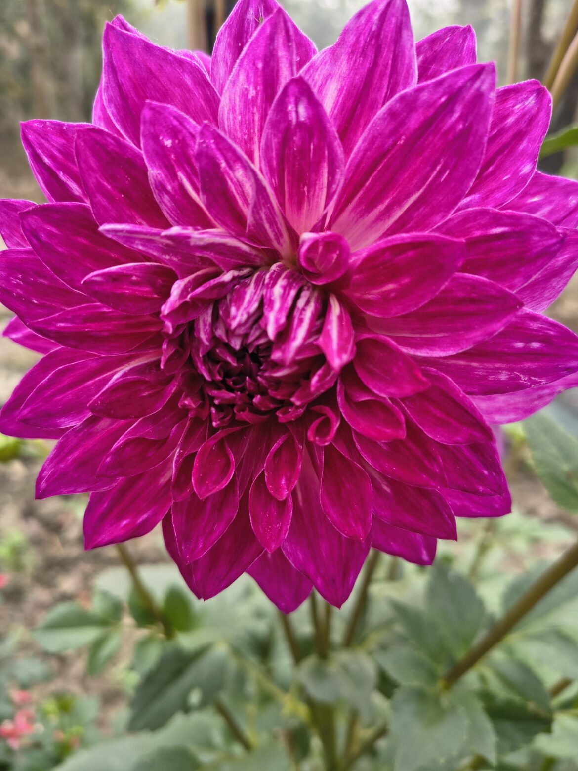 Dahlia Samoan Prince 🌸