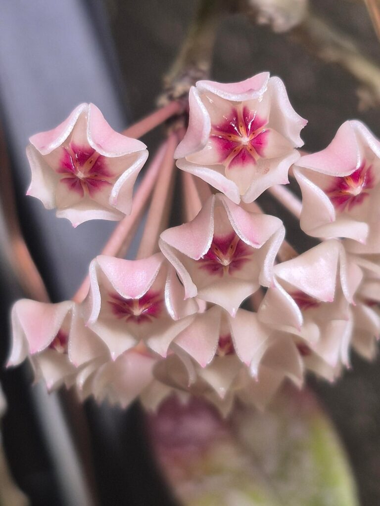 She just popped! 🌸
