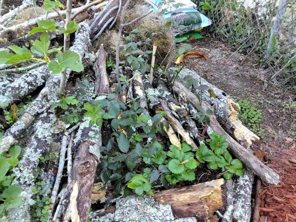Blackberry bramble vines; and strawberry plants, under next to Fig Trees… backyard gardening next to old wire fence for climbing: I added potting soil and garden soil mixed in native dirt; lots of organic rotted oak branches, makes a good long-term natural compost. (Zone 9 / central Florida) Blackberry bramble vines; and strawberry plants, under next to Fig Trees... backyard gardening next to old wire fence for climbing: I added potting soil and garden soil mixed in native dirt; lots of organic rotted oak branches, makes a good long-term natural compost. (Zone 9 / central Florida)