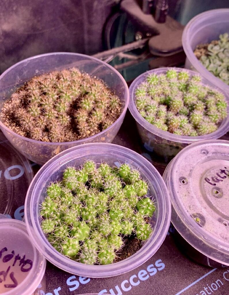 wish all succulent seeds were as easy to germinate as cacti😮‍💨