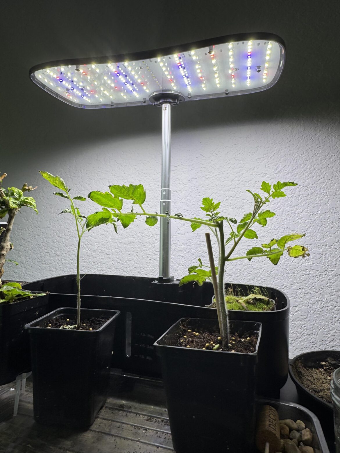 Cherry Tomatoes getting Crispy