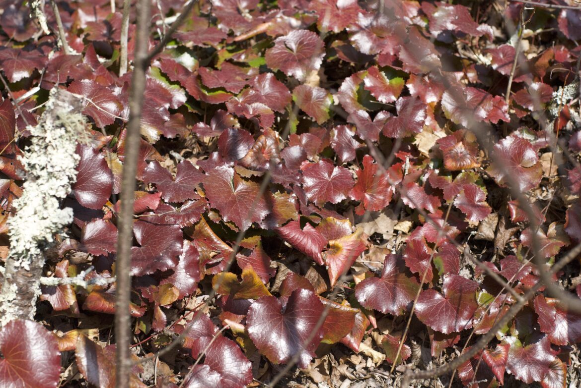 Can anyone ID this plant?