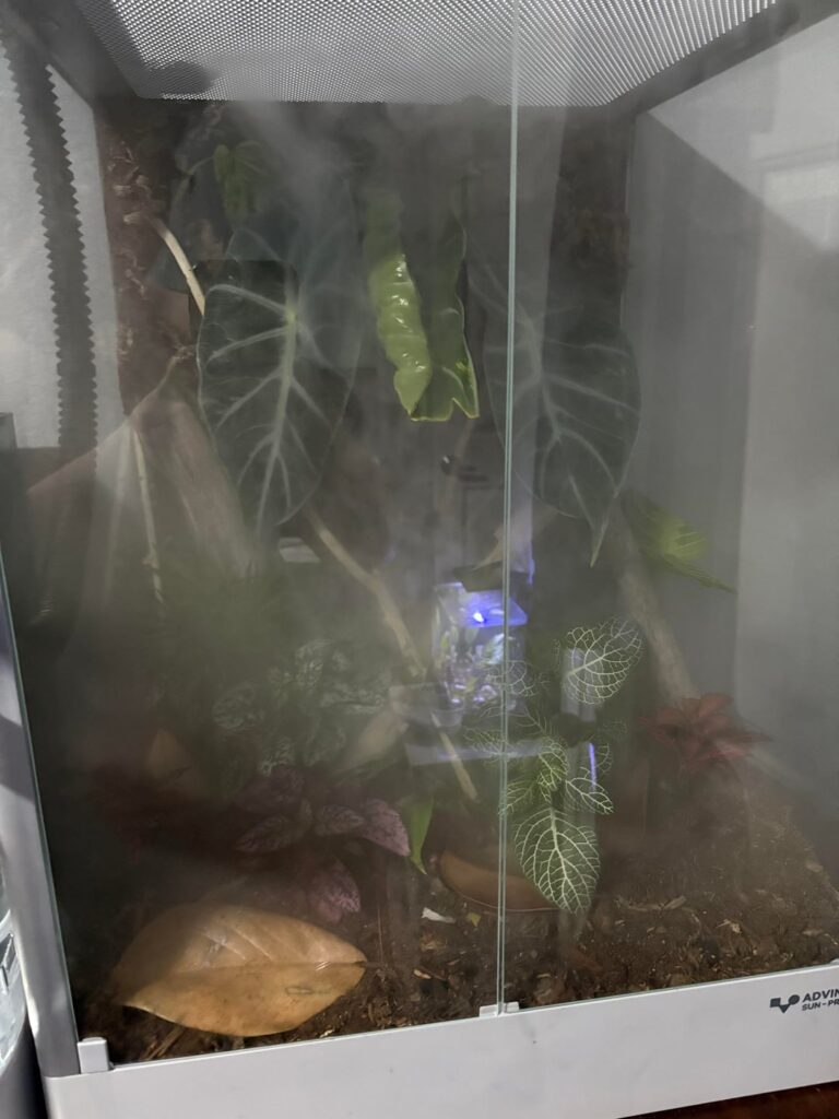 First vivarium build how did I do and any tips?