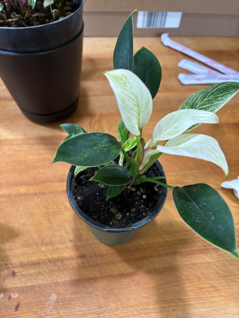 New houseplant. Not sure what it is…