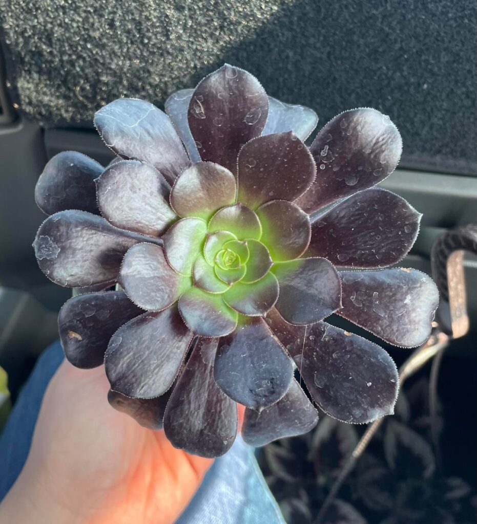 New to the succulent life. What did I get myself into with this one?