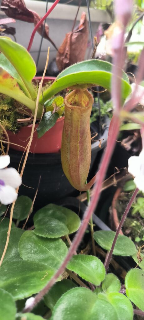 Little pitcher of lowii Kinabalu x truncata & ventricosa x sibuyensis BE