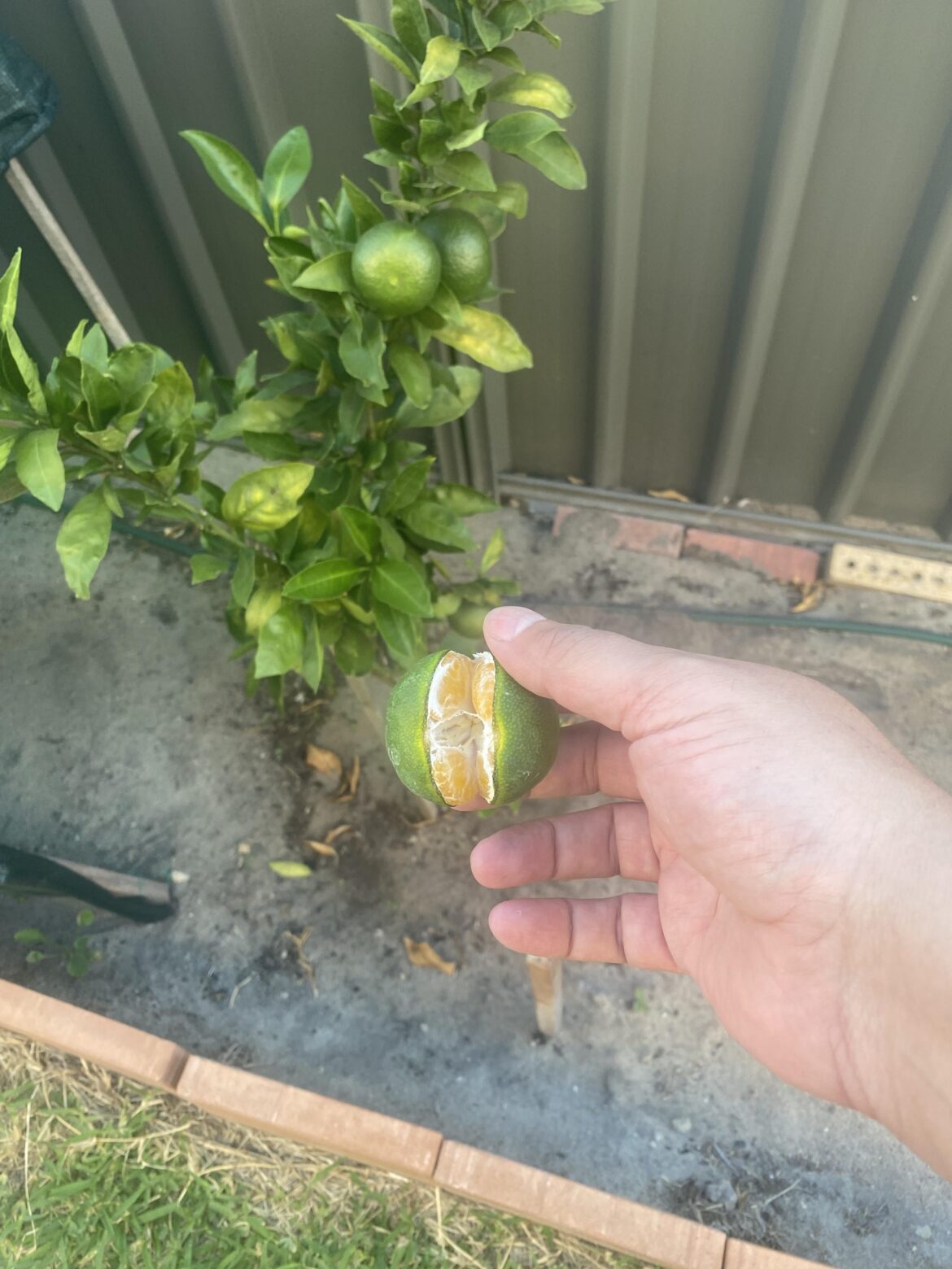 Why the mandarin is open like this while still on the tree.