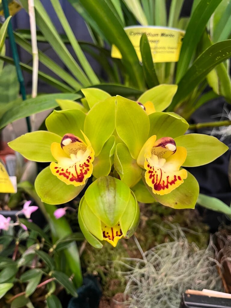 A few of my fav orchids I enjoyed at the orchid show today