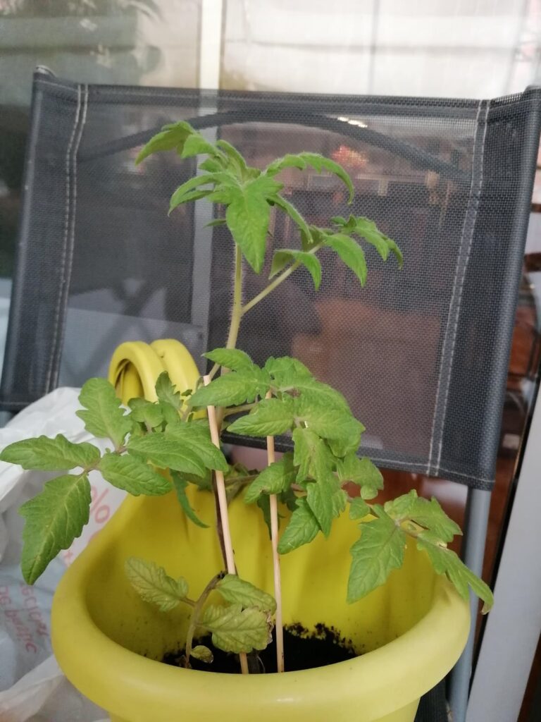 Tomate Update